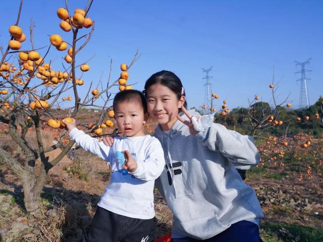 柴桑区新塘乡胡桥村：千亩柿红引客来