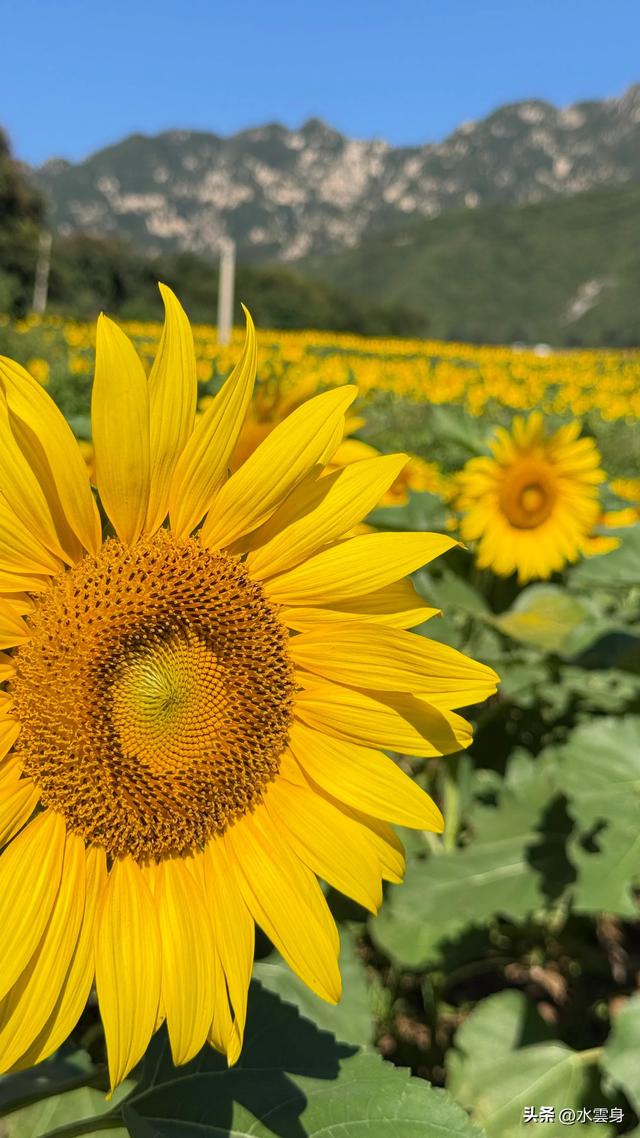 🌻【昌平区溜石港村高山梯田向日葵花海旅游攻略】🌻