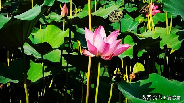 女人在什么时候最花心，女人到了中年最花心。