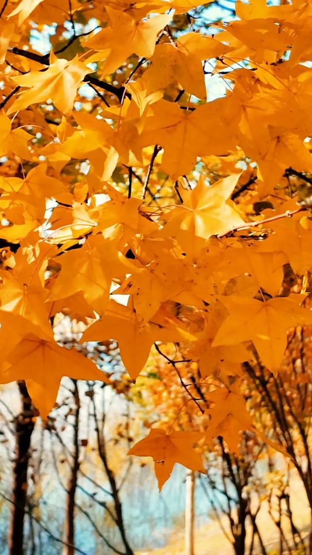 18公里步道免费开放！西五环边的这个公园迎来最佳观赏期——