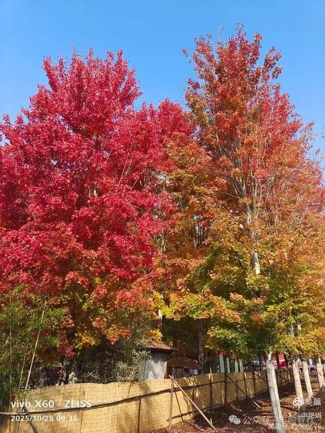 丹枫映秋,枫彩满楼|申艳娟