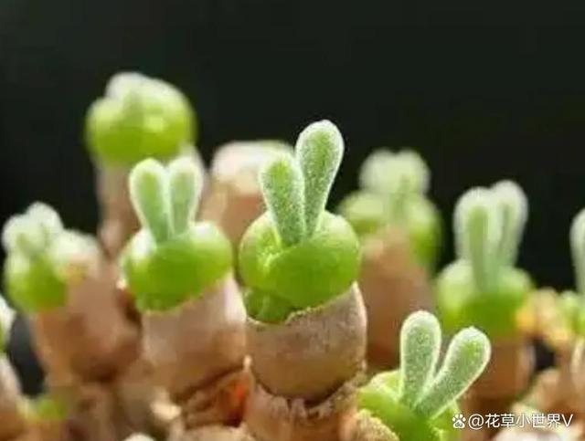 女子晒“已苏醒的小兔子”，萌萌的好可爱，网友：长大后会变残