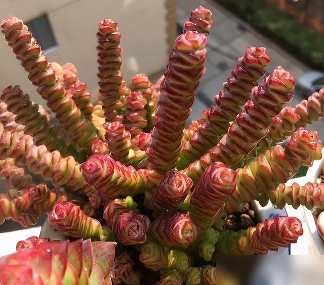 养钱串“3步走”，冬天长得快，上色状态美，爆盆长成“聚宝盆”