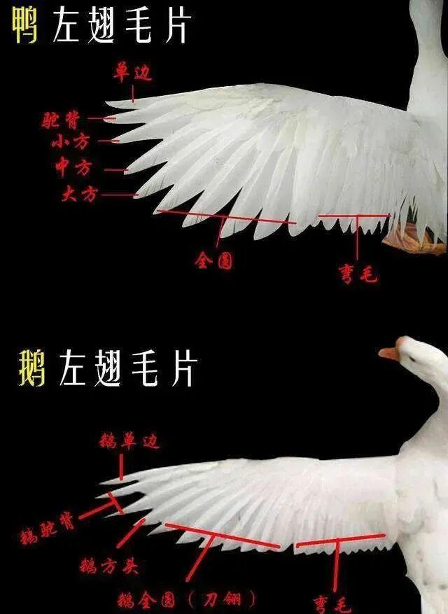 3年涨超黄金！三桶球抵1克黄金，背后推手竟是猪肉降价？