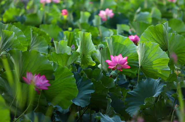曲江池第一波荷花上新，夏日顶流等你打卡！