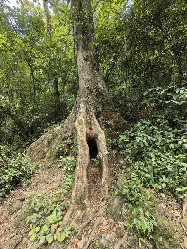 带小朋友去贵州茂兰,连环探洞加漏斗原始森林徒步二日游全攻略!