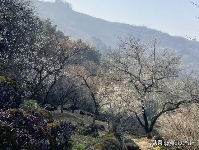 成都最新5个梅林花海，你该去哪个？其中一个被称为成都小林芝！