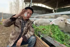 养羊不容易，记住这五种“保命药”，为你养羊保驾护航图片