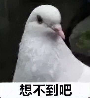 “阅兵结束10多分钟后，第一批放飞的和平鸽就到家洗澡了”