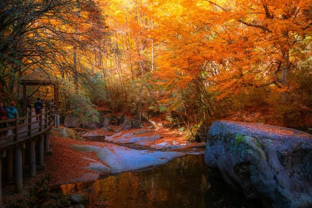 沿这5条高铁路线旅游红叶美极了，沿途解锁国内绝美秋色