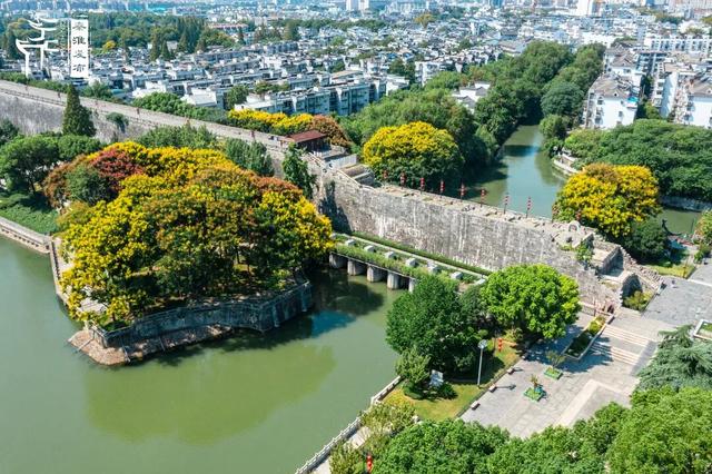 花样秦淮｜栾花绽放金秋至