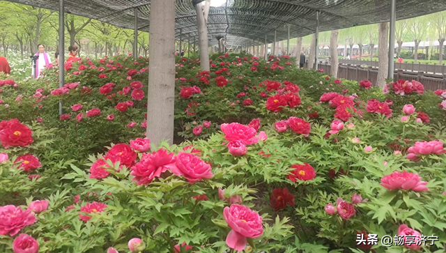 济宁人看牡丹别再只认菏泽！济宁千亩牡丹秘境，以前真被低估了！