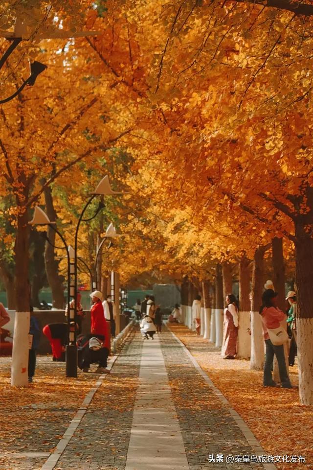 实拍！秦皇岛植物园“金色浪漫”已上线，氛围感拉满！