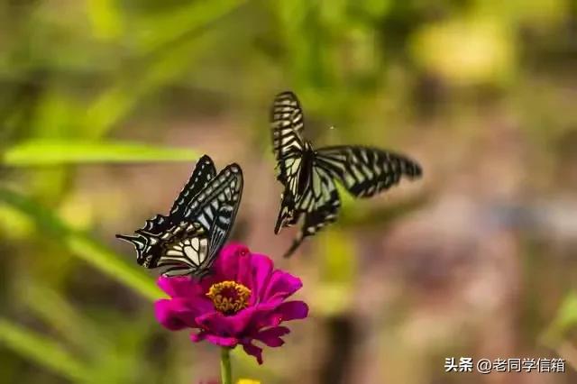 我搭伙过3个女人，发现女人过了55岁还找男人，无非就3个原因