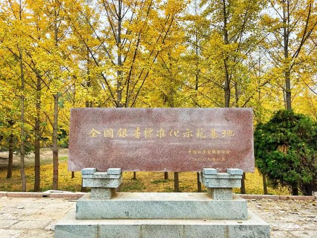 领取限定“杏”运！抓紧来看金色山东