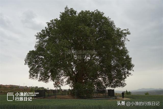 距离西安1.5H，它是全国100 株最美古树之一！第一眼看见就被震撼