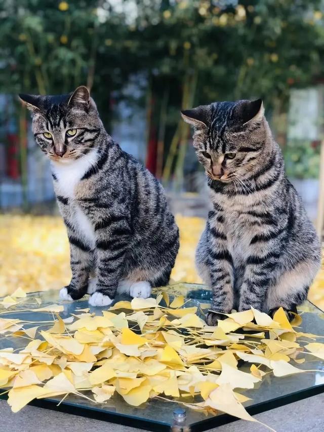 博物馆秋之旅丨赏景读史，秋光中与这四家纪念馆邂逅——