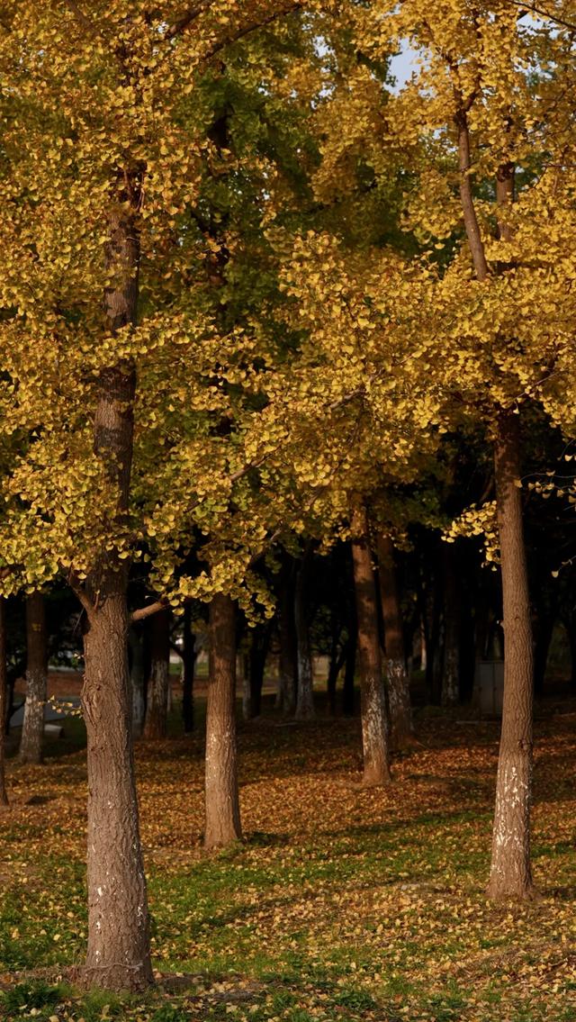 谁说初冬只有萧瑟？来太白湖新区解锁绚烂生机打卡地