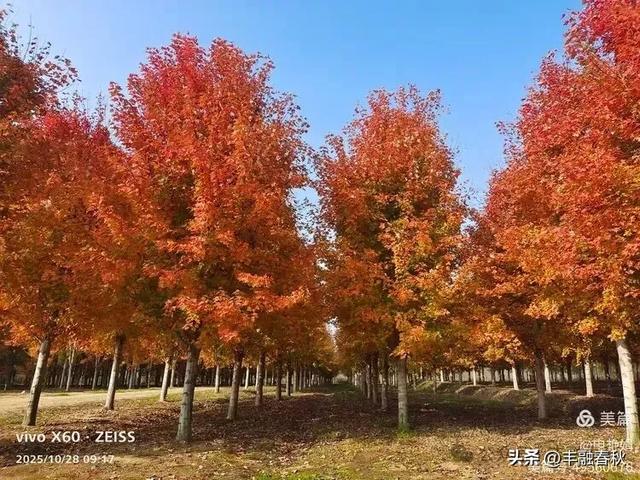 丹枫映秋,枫彩满楼|申艳娟