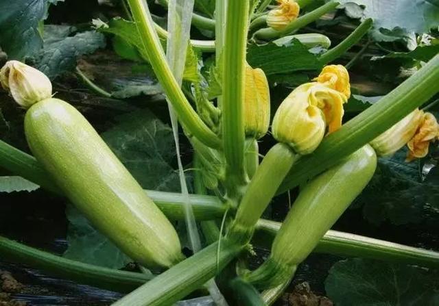 种过黄瓜的地，一定不要再种这几样菜了，种错了白忙活