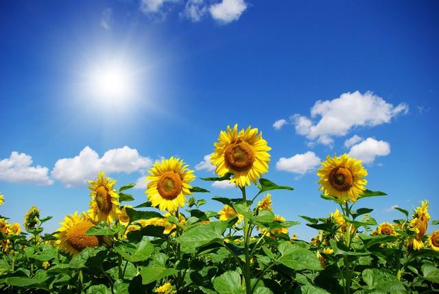 十二星座所代表的花，与花语，分别是什么？