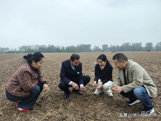 冷空气突袭！7400万亩秋粮抢收告急，农民连夜抢收保粮