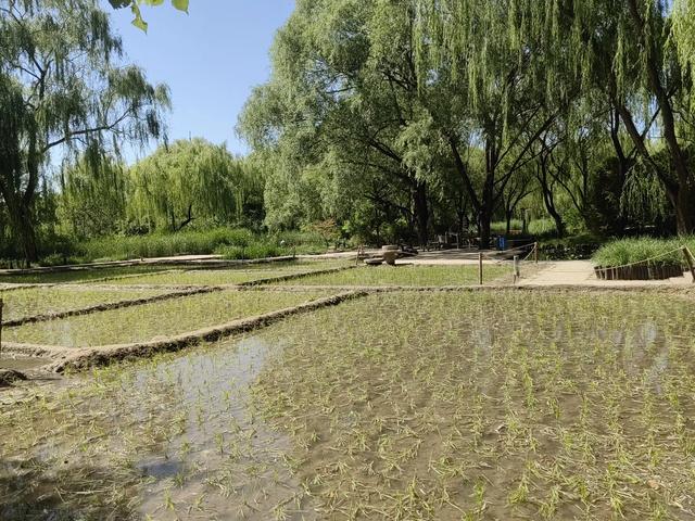 在康熙畅春园遗址上建的北京海淀公园
