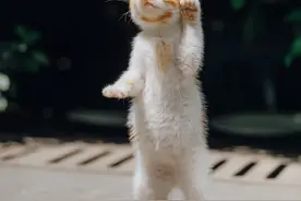 苏州园林的猫｜会打招呼的猫咪好可爱！图片