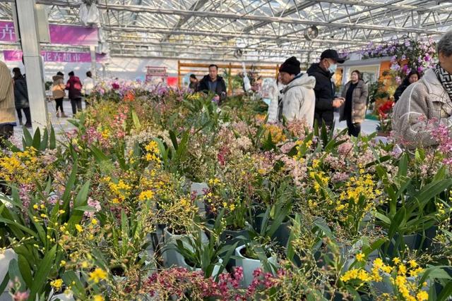 来逛超大冬日花果游园会，2026北京兰花文化嘉年华在昌平开幕 | 动态