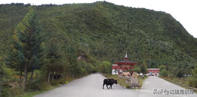 四元公交赏石卡雪山沿途风景