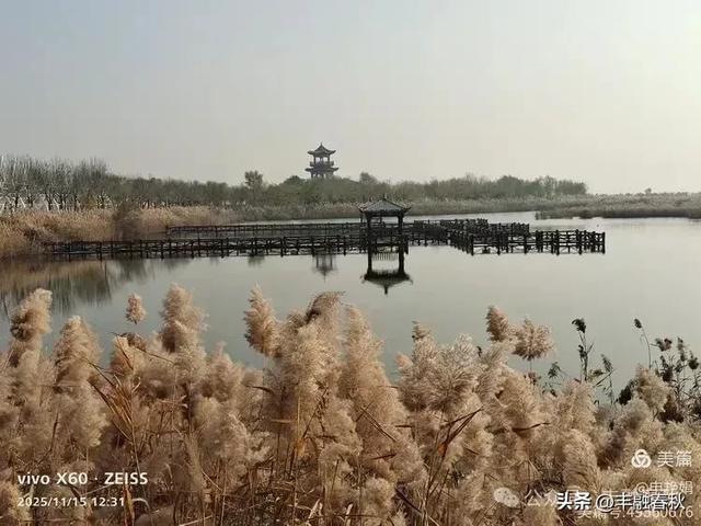 苇风载秋，鹤影映波——河北黄骅南大港湿地的初冬漫游｜ 申艳娟