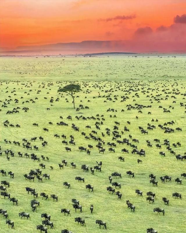 肯航筹划北京直飞航班，内罗毕高速2026年通车，赴肯旅行更省时