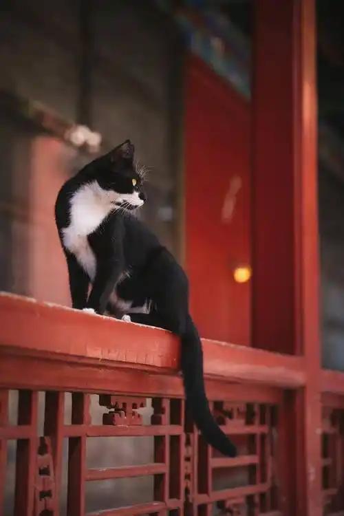 故宫里的宫猫火了！白天当网红，晚上做保安，背后还有600年编制