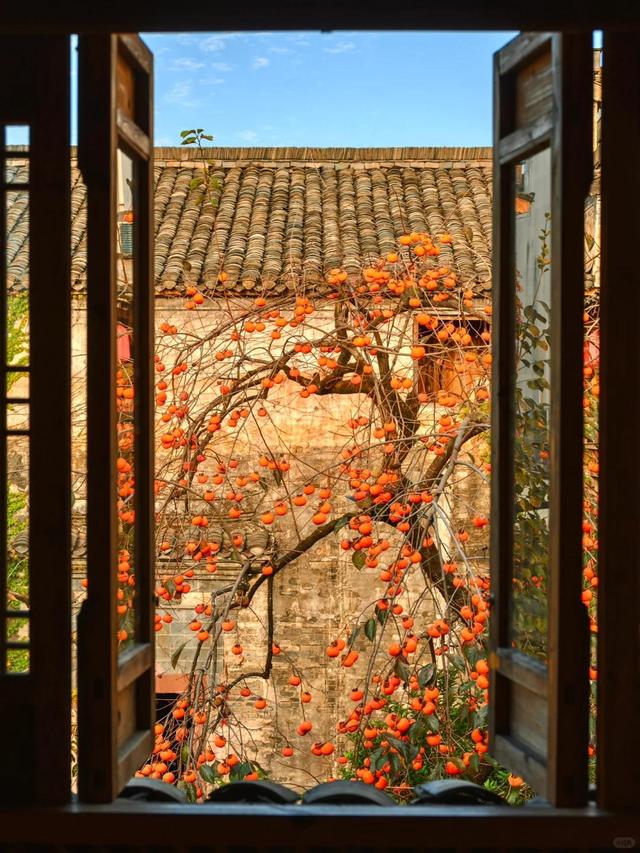 安徽一男子，因“老屋的一棵柿子树”走红，美成一幅画，好治愈吖