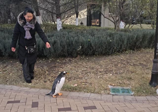 全城见企鹅！ 最大规模“淘学企鹅冰雪巡游”11月15日全城开启！