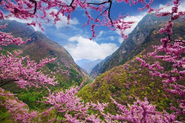 广元不远 周末优选 | 又是紫荆又是奖牌的，唐家河你成功引起了我的注意！