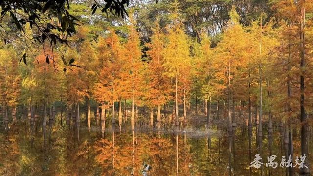 绝美！大夫山落羽杉林霸屏朋友圈