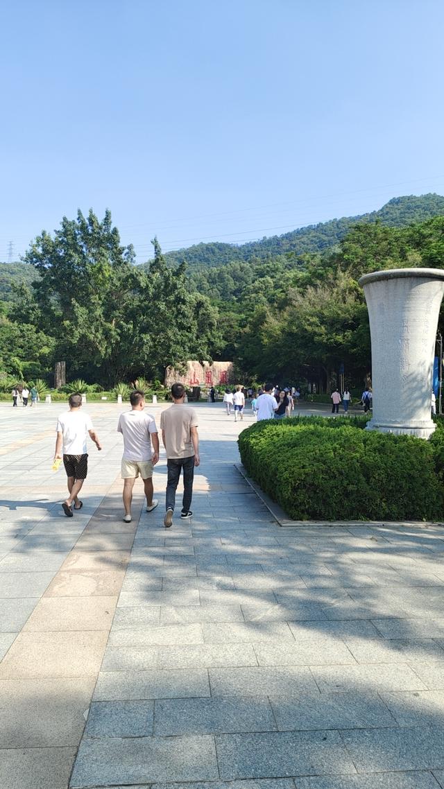 金色铺就的甬道——银杏叶与阳光织就的秋日幻境！