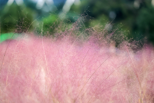 组图：深秋粉黛 邂逅城中小浪漫