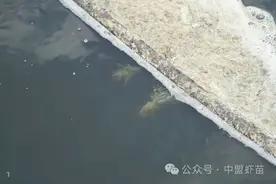 对虾养殖中，这种新型有机酸，为什么成为养虾的新希望？图片
