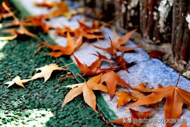 杭锦旗的深秋是懂出片的