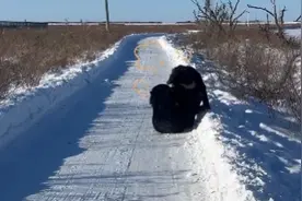 现实版“熊出没”！“熊大”“熊二”雪地上打滚图片