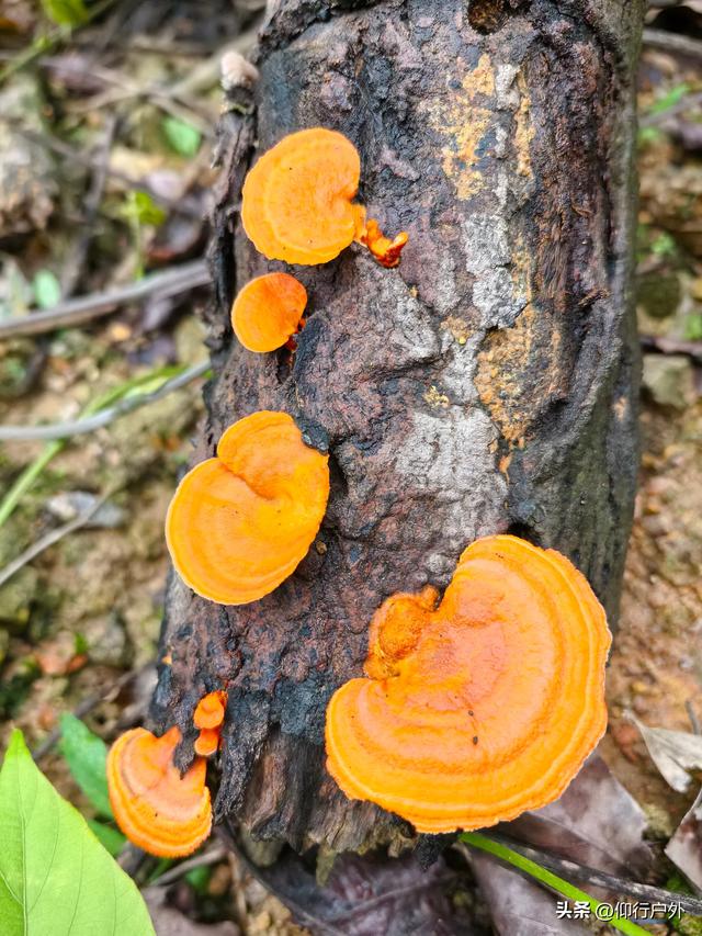丰顺丰良客潮古驿道 丰良斜塔徒步