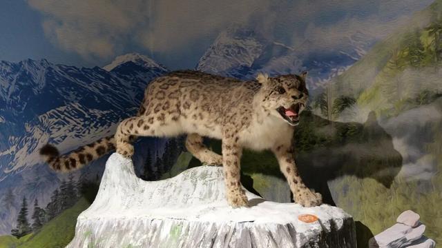 观山·阅史·体验·品文化 | 四座博物馆，四种维度，解锁一个立体的四姑娘山