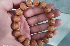 公园捡漏的猴头，别再说假的了，我把具体位置都标注了，你还不信图片