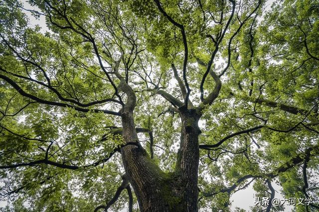 魏福春 ：不期而遇