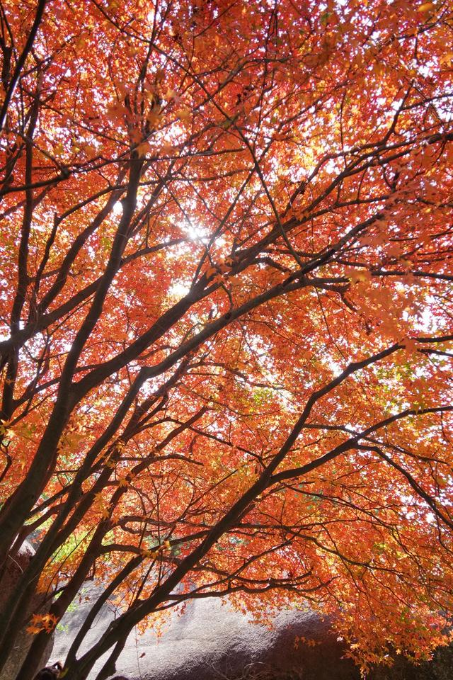 这是冬天？厦门暖冬花花花花花花样缤纷~