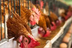 禽类粪污、牲畜粪污作为有机肥原料的区别图片