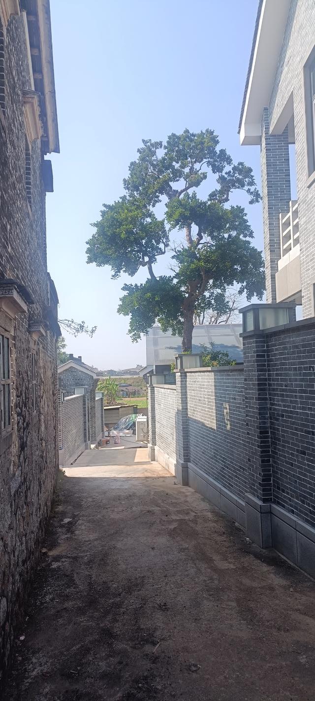 ：：：荔枝树与村：：：