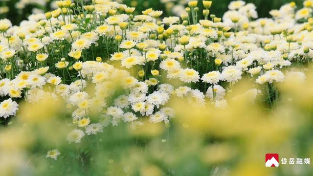 文化中国行丨寒露时节探访范镇：菊花绽放韵味悠长